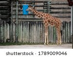 Zoo Giraffe Standing And Eating
