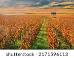 Scenic View Of Vineyards During ...