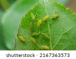 Aphid Colony On Leaf. Greenfly...