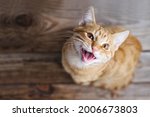 Ginger tabby young cat sitting on a wooden floor looks up, asks for food, meows, smiles close-up, top view, soft selective focus