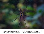 Small photo of Bottom view of a beautiful Golden Orb Web spider (Nephila Pilipes)