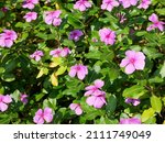 Catharanthus Roseus Or...