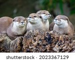Otters On A Log In The Sun