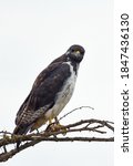 Small photo of Augur buzzard (Buteo augur) perching in the top of a tree
