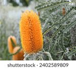 Small photo of Banksia ashbyi, commonly known as Ashby's banksia, is a species of shrub or small tree that is endemic to Western Australia