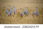 Sandhill Cranes in the wild