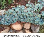 Small photo of echeveria imbricate grown in the rockery