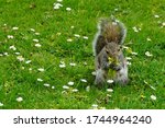 Squirrel Eating Flowers In A...