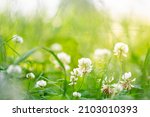 Flowering clover in meadow, spring grass and clover flower in sunlight in spring. Clover flower in bloom