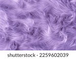 Purple fur texture top view. Purple or lilac sheepskin background. Fur pattern. Texture of lilac shaggy fur. Wool texture. Sheep fur close up