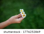 A Girl Holds Three Daisies In...