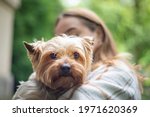 portrait of a Yorkshire terrier dog in the hands of the owner, happy animals feeling of care and devotion, love for pets, walking the dog on a sunny day,