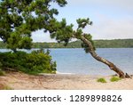 Small photo of Bent pitch pine, Pinus rigida, on a sandy beach of Cliff Pond in Nickerson State Park, on Cape Cod in Brewster, Massachusetts.