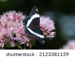 White Admiral Butterfly ...