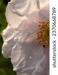 Small photo of Elegant, lucid, nacreous petals of a white rose flower at The Fells in Newbury, New Hampshire, in early summer.