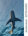 Small photo of Vertical shot o a female oceanic whitetip shark (Carcharhinus longimanus) shark from bellow