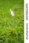 Small photo of Close up of small white feather clinging to a stalk of green grass in a field windy day - concept: hope chance beauty clinging tenuous moment time