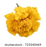 Marigold Flower Isolated Lies...