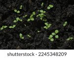 Small Group Of Green Seedlings  ...