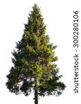 Fir Tree Isolated On White