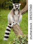 Ring Tailed Lemur In The Prague ...