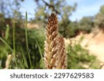 Small photo of pine tree branch, mediterranean pine, ,Austrian pine in North Africa. Pines with green needles, Closeup of green needle pines trees. Small pine cones at the end of branches. pines needles. Pinus nigra