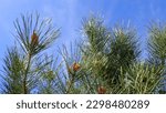 Small photo of pine tree branch, mediterranean pine, ,Austrian pine in North Africa. Pines with green needles, Closeup of green needle pines trees. Small pine cones at the end of branches. pines needles. Pinus nigra