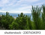Small photo of pine tree branch, mediterranean pine, Austrian pine in North Africa. Pine with green needles, Closeup of green needle pines tree. Small pines cones at the end of branches. pines needles. Pinus nigra.