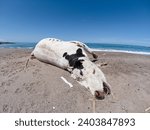 Small photo of Dead cow in the beach, Death nature, dead animal, human ecology issues, The corpse of a cow in the Mediterranean sea Coast, dead animal, Jijel, Algeria, North Africa. Wild animals drowned in the sea.