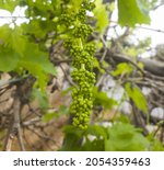 Close Up Of A Grape Tree With...