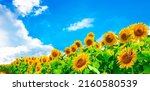 Image Of Sunflower Field In...
