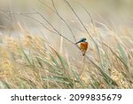 Common Kingfisher Wandering In...