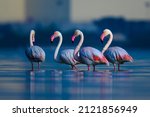 Small photo of Migratory birds Greater Flamingo wandering in the shallow water at the bird sanctuary in the early morning blue hour