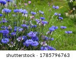 Blue Flowers Cornflowers In The ...