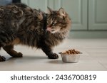 Cat eating from bowl on the...