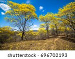 Trees With Yellow Flowers And...