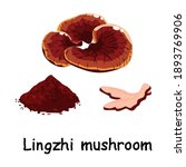 Lingzhi mushroom, Set of Lingzhi mushroom cut and powder on white background. Lingzhi mushroom vector illustration