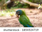 Blue Headed Macaw With Green...