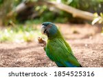 Blue And Green Macaws Eating In ...