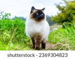 Small photo of Male specimen of Siamese Himalayan Persian cat