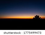 Silhouette Of Bush In A Sunset...