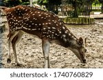 Small photo of Deer are very Mayawati and beautiful