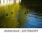 Ducks Flock Frolic On The Water....