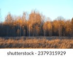 orange autumn birch grove at sunset 