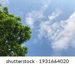 Beautiful nature. Green trees and bright blue sky. Suitable for a background.