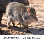 A Young Javelina Venturing Out