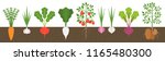 vegetable with root in soil... | Shutterstock .eps vector #1165480300