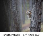 Tawny Owl Sitting On A Tree ...