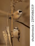 Small photo of A couple of Eurasian Penduline Tits perching on a reed stem. The Eurasian penduline tit or European penduline tit (Remiz pendulinus) is a passerine bird of the genus Remiz.