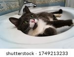 Cat Lying In The Sink. Close Up.